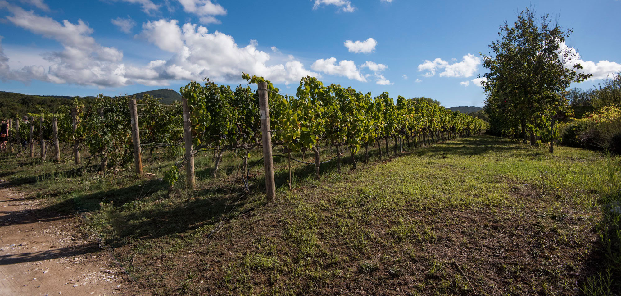 terrenovigna