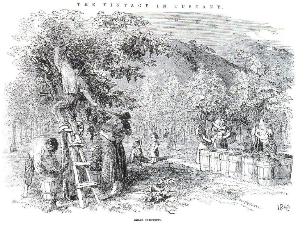 Elm_and_the_vine 1849