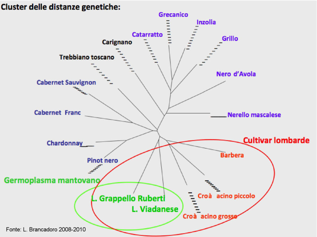 Distanze genetiche Castelli