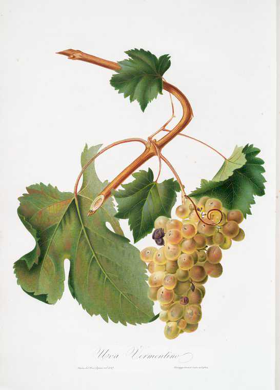 Uva_Vermentino_-_Giorgio_Gallesio