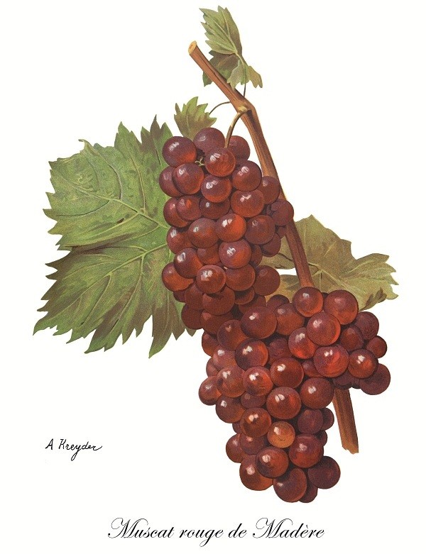 viala Moscato Rosso di Madeira