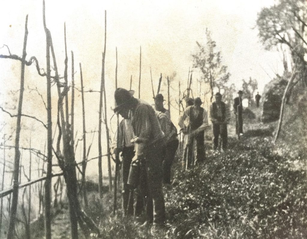 Trattamenti col solfuro di carbonio (da La fillossera - di R. Grandori, Ramo Editoriale degli Agricoltori, Roma, 1937)