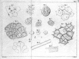 L0016386 Schwann "Mikropskopie...", 1839: figure Credit: Wellcome Library, London. Wellcome Images images@wellcome.ac.uk http://wellcomeimages.org Figure Mikroskopische Untersuchungen über die Uebereinstimmung Theodor Schwann Published: 1839 Copyrighted work available under Creative Commons Attribution only licence CC BY 4.0 http://creativecommons.org/licenses/by/4.0/