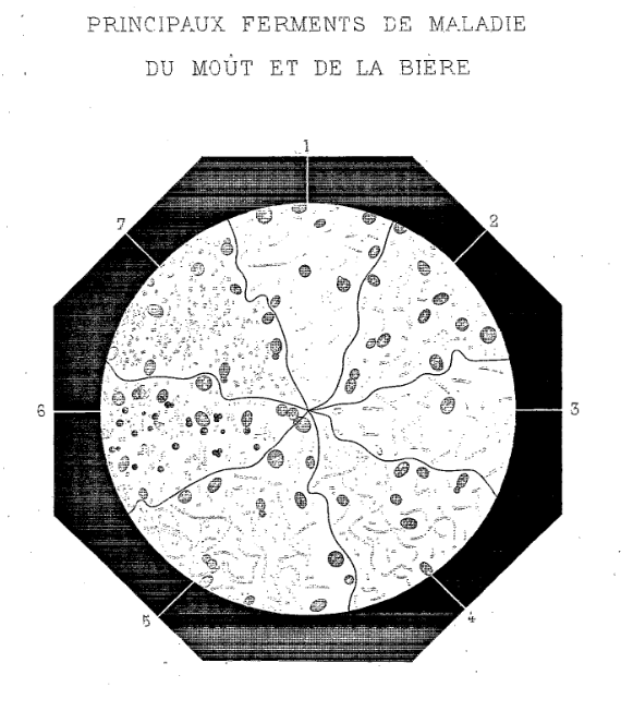 etudes-sur-la-biere-beer-disease