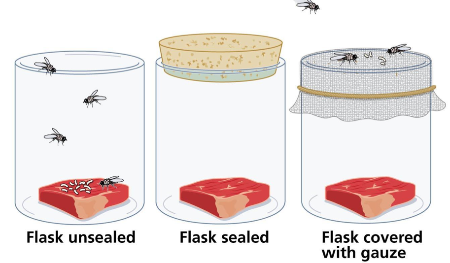 francesco redi's experiment