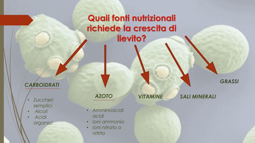 GRASSI. CARBOIDRATI. La biochimica e il metabolismo dei lieviti sono sostanzialmente simili a quella umana. . In una forma semplificata ,la nutrizione umana è basata su carboidrati (fonte di carbonio), proteine (fonte di azoto), grassi, vitamine e sali minerali. La nutrizione dei lievito richiede anche fonti di carbonio e di azoto, vitamine e minerali. Non è quindi sorprendente che molti alimenti umani possano svolgere un ruolo di supporto eccellente nella crescita del lievito. Le fonti di carbonio preferite per l’assimilazione nei lieviti sono gli zuccheri semplici, e in misura minore gli zuccheri esistenti negli alcoli, o acidi organici. Relativamente pochi i lieviti possono utilizzare i carboidrati complessi come l amido. Allo stesso modo la maggior parte dei lieviti non ha praticamente alcuna attività proteolitica e non sono quindi in grado di crescere su proteine come fonte di azoto. Un eccezione a questo può essere la degradazione della caseina nel latte da parte di lieviti Rossi e la conseguente alterazione dei prodotti lattiero-caseari .Fonti di azoto preferite dai lieviti sono piccole molecole, in particolare amminoacidi acidi, ioni ammonio, nitrato o nitrito per alcune specie di lievito. Alcuni lieviti mostrano attività lipolitica, per esempio Yarrowia lipolytica, e sono in grado di utilizzare i grassi (Barth e Gaillardin, 1996), ma anche questi sono lenti rispetto alla crescita su glucosio. AZOTO. VITAMINE. SALI MINERALI. Zuccheri semplici. Alcoli. Acidi organici. Amminoacidi acidi. Ioni ammonio. Ioni nitrato o nitrito.