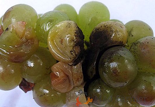 common-diseases-of-grapes-and-effective-control-of-grapes-5