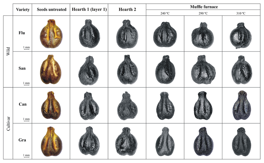 Samples-of-untreated-and-charred-grape-seeds-carbonised-using-different-temperatures-and