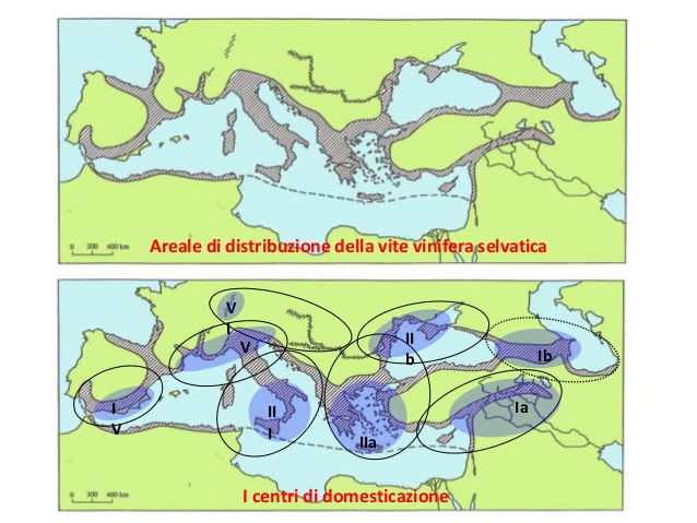 dalla-vite-selvatica-ai-vitigni-coltivati-30-638