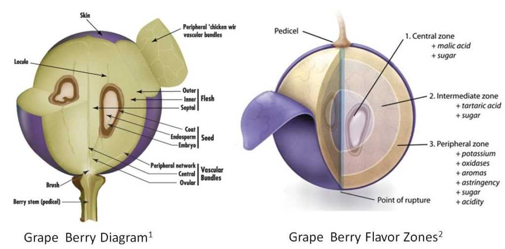 grapeberry_diagram_and_flavorzones