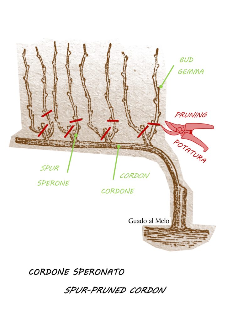 CORDONE SPERONATO