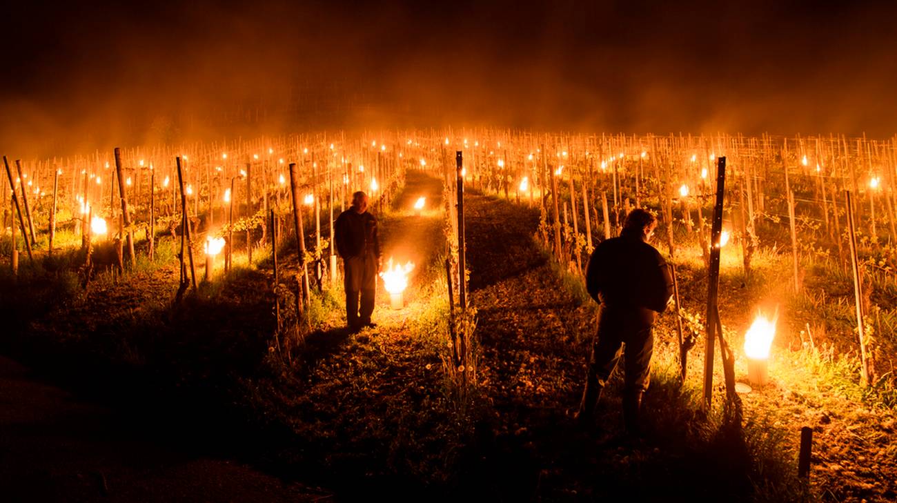 Fiaccole per difendere i vigneti dal freddo nei Grigioni