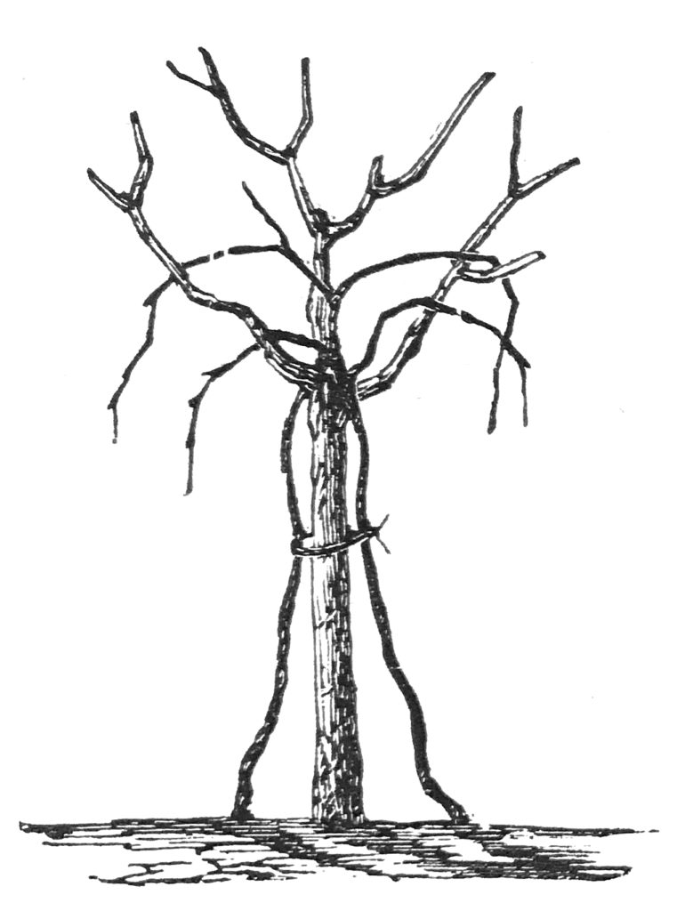 arbustum italicum