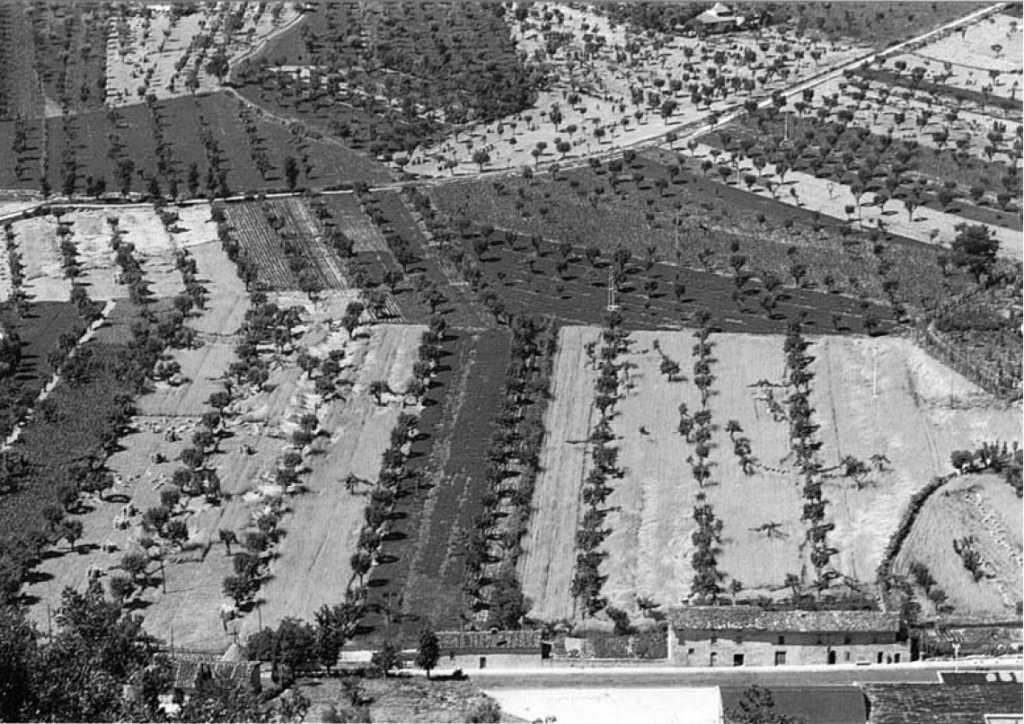 coltivazione promiscua Umbria 1966