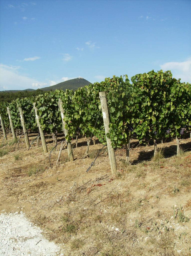 la nostra vigna Campo Grande in estate. L'erba secca spontanemente e non si hanno più problemi di competizione.