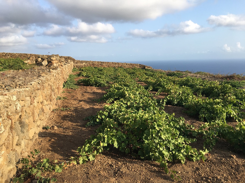 La-Vendemmia-a-Pantelleria-viticoltura-eroica-ma-appassionata da la Gazzetta del Gusto