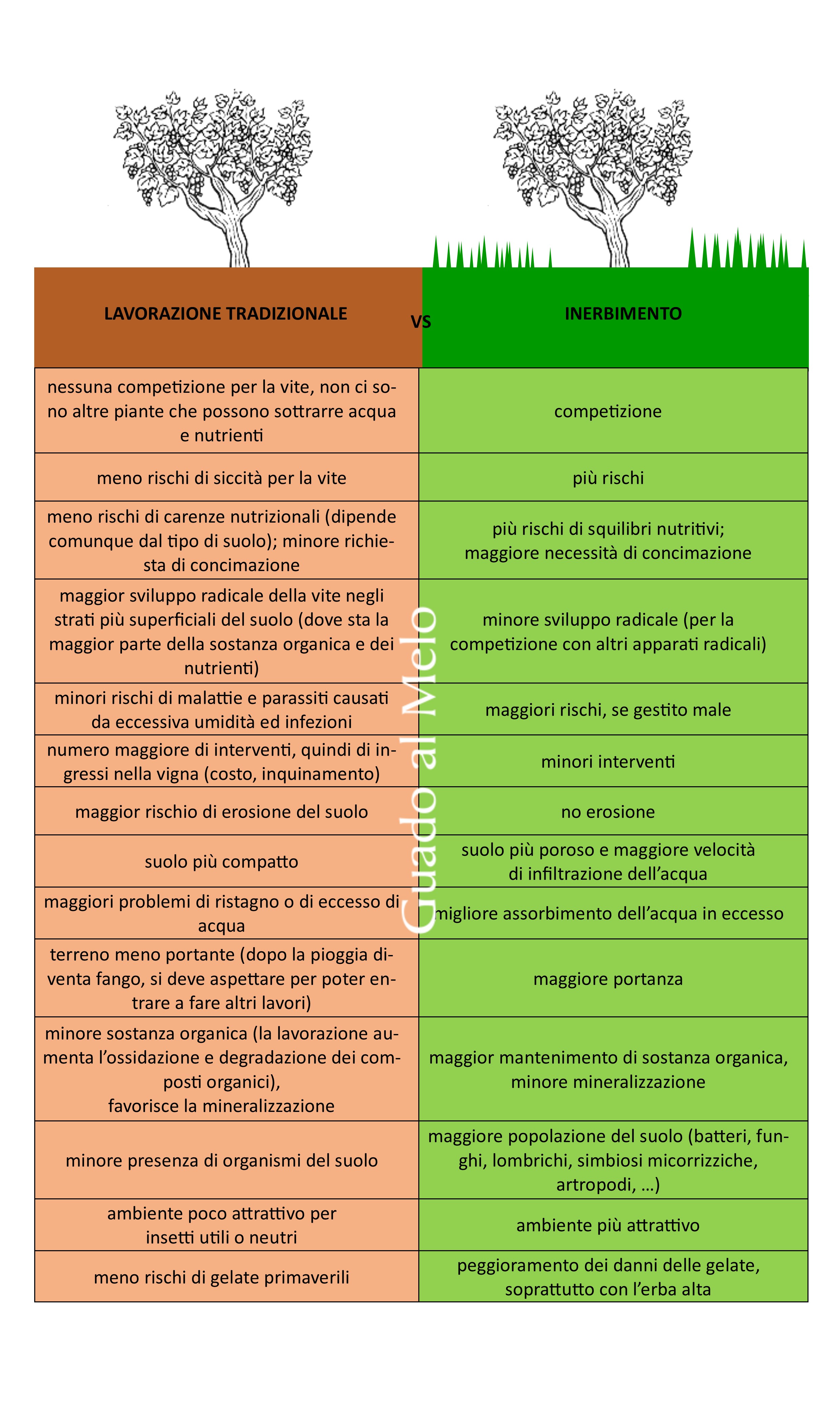 confronto fra inerbimento e lavorazione