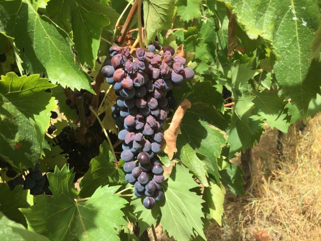 foto da Edagricole: grappolo di Sangiovese con acini scottati e disidratati