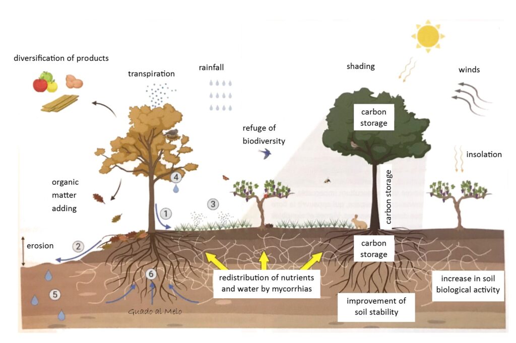 agroecol en